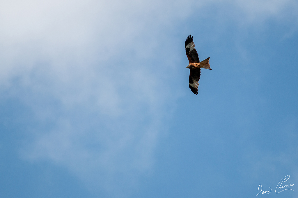Milan Royal volant dans le ciel de Murol